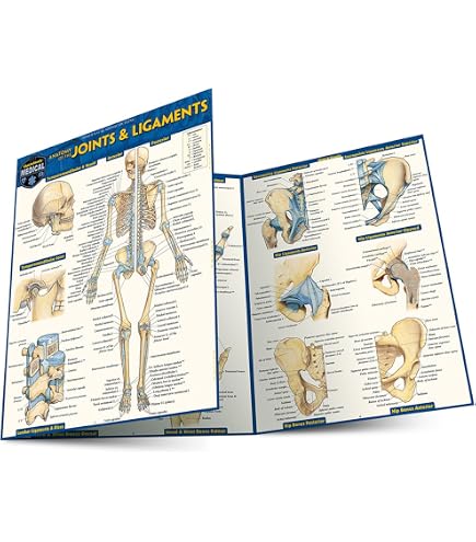 Amazon.com: Anatomy 2 - Reference Guide (8.5 x 11): a QuickStudy
